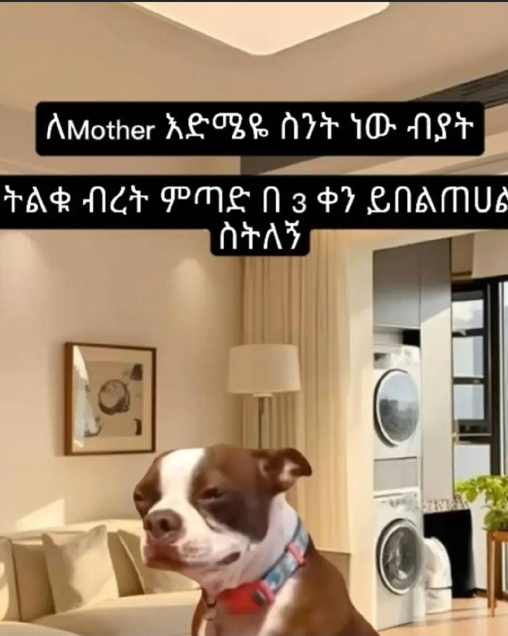 a dog is standing on a table in a living room